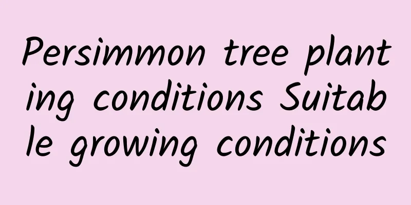 Persimmon tree planting conditions Suitable growing conditions