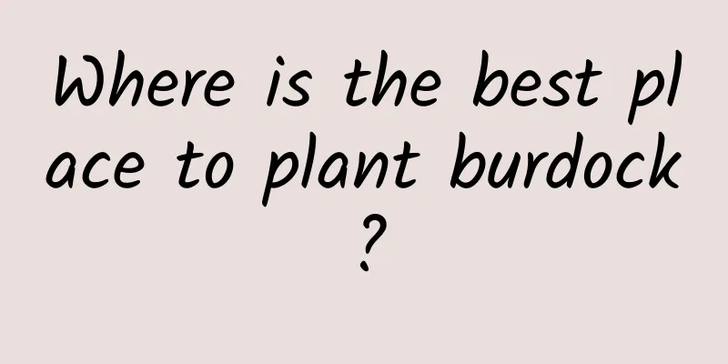 Where is the best place to plant burdock?