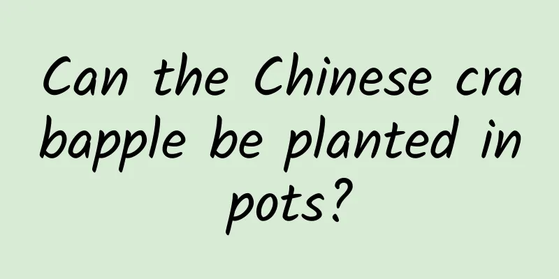 Can the Chinese crabapple be planted in pots?