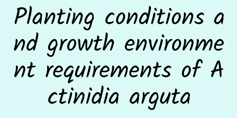 Planting conditions and growth environment requirements of Actinidia arguta