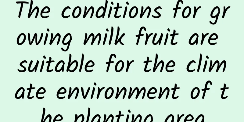 The conditions for growing milk fruit are suitable for the climate environment of the planting area