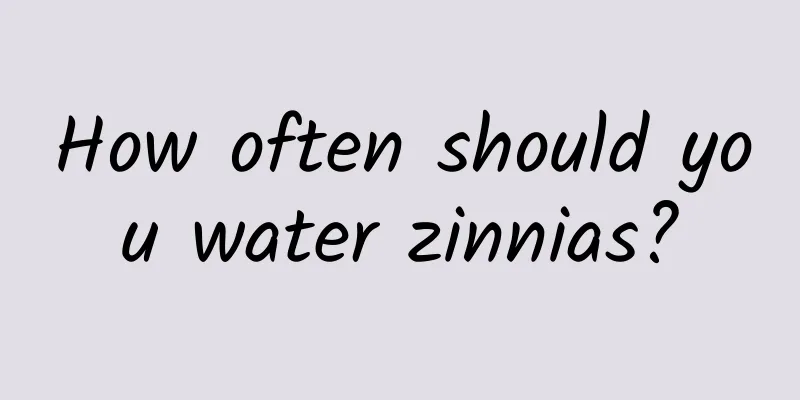 How often should you water zinnias?