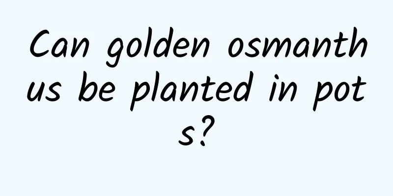 Can golden osmanthus be planted in pots?