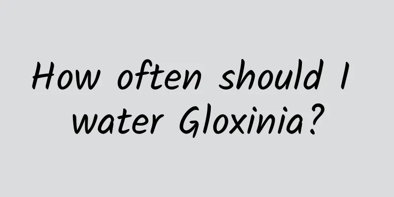 How often should I water Gloxinia?