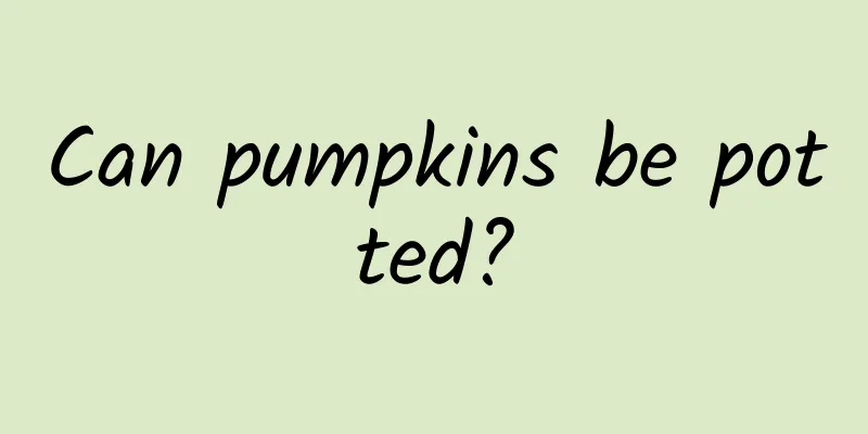 Can pumpkins be potted?