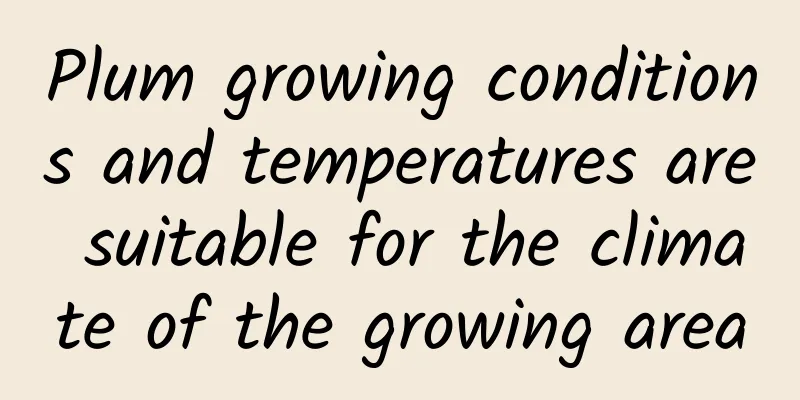 Plum growing conditions and temperatures are suitable for the climate of the growing area