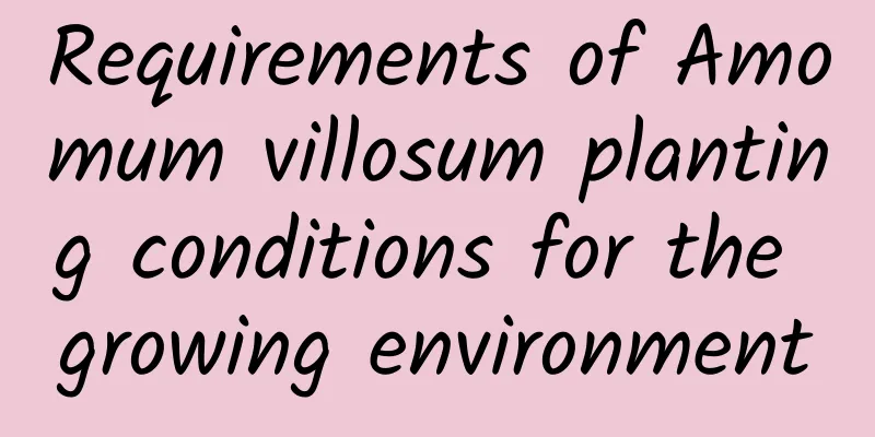 Requirements of Amomum villosum planting conditions for the growing environment