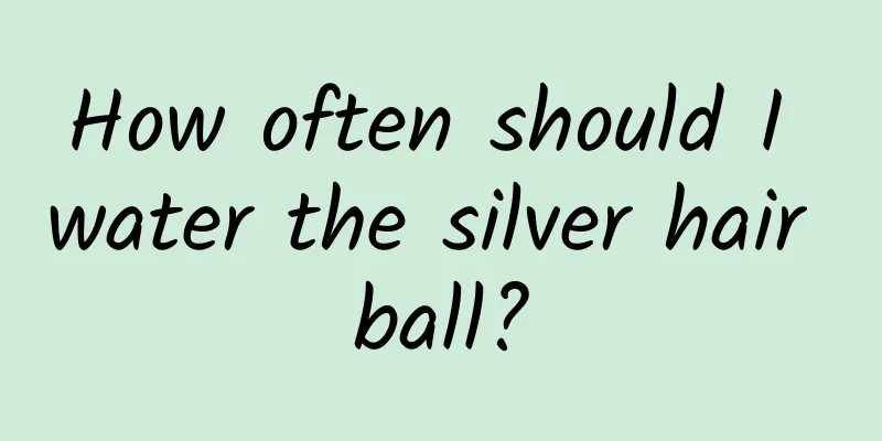 How often should I water the silver hair ball?