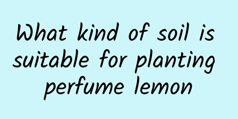 What kind of soil is suitable for planting perfume lemon
