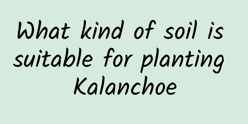 What kind of soil is suitable for planting Kalanchoe