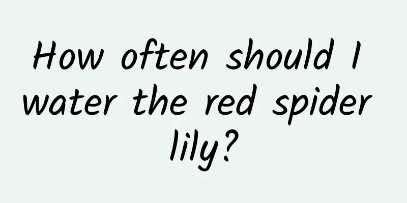 How often should I water the red spider lily?