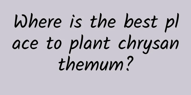 Where is the best place to plant chrysanthemum?