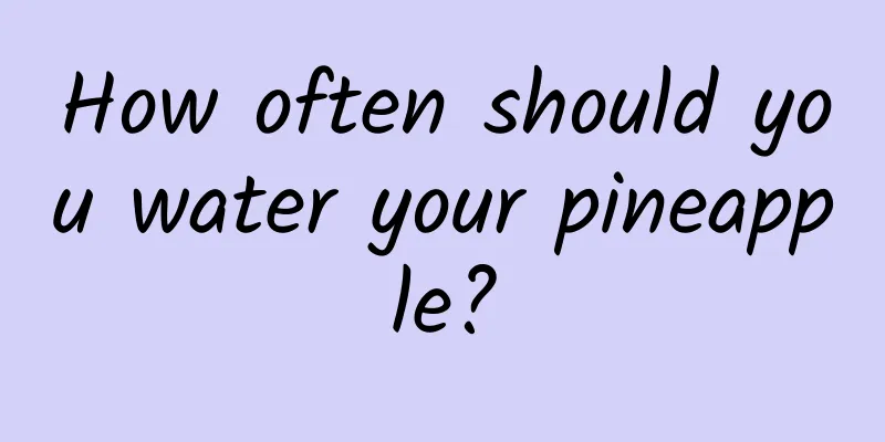 How often should you water your pineapple?