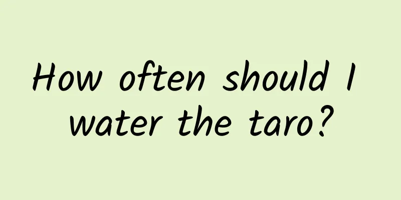 How often should I water the taro?
