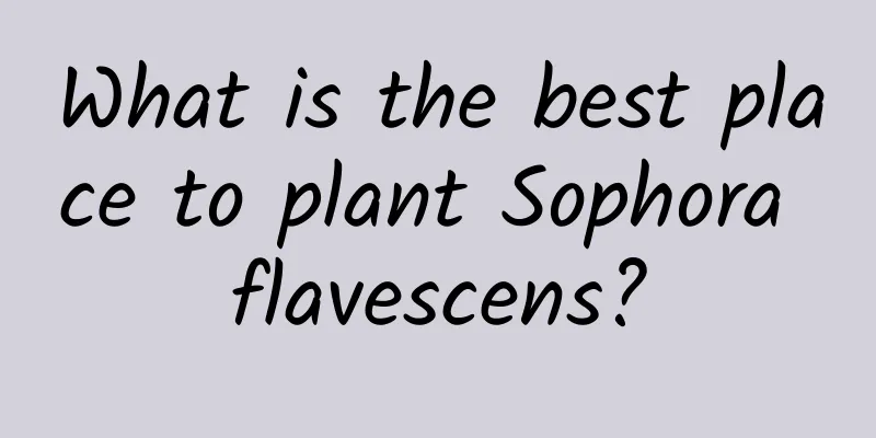 What is the best place to plant Sophora flavescens?