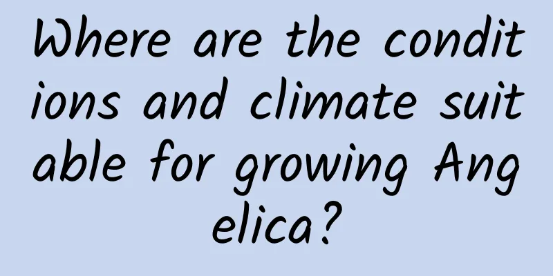 Where are the conditions and climate suitable for growing Angelica?