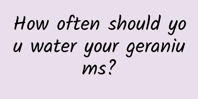 How often should you water your geraniums?
