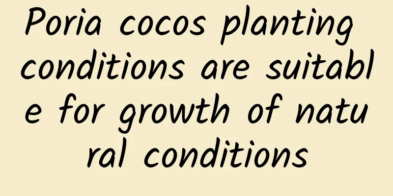 Poria cocos planting conditions are suitable for growth of natural conditions