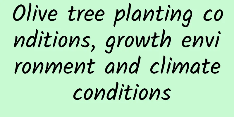 Olive tree planting conditions, growth environment and climate conditions