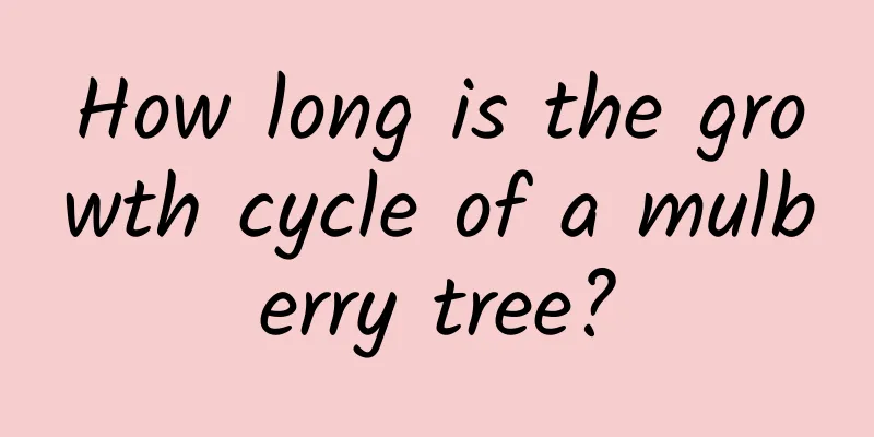 How long is the growth cycle of a mulberry tree?