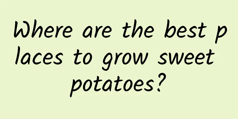 Where are the best places to grow sweet potatoes?