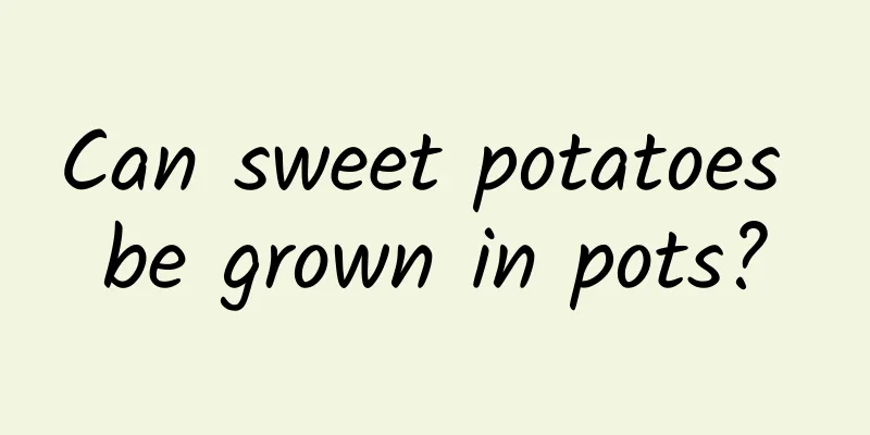 Can sweet potatoes be grown in pots?