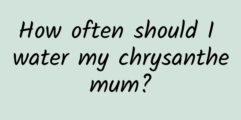 How often should I water my chrysanthemum?