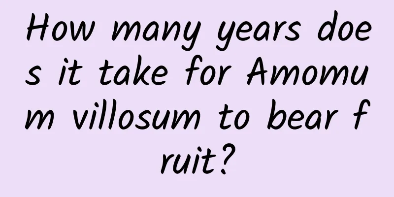 How many years does it take for Amomum villosum to bear fruit?