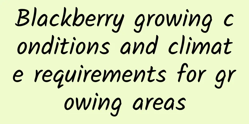 Blackberry growing conditions and climate requirements for growing areas