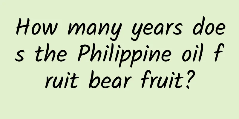 How many years does the Philippine oil fruit bear fruit?