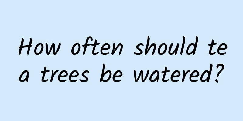 How often should tea trees be watered?