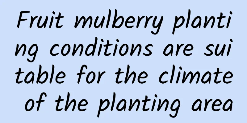 Fruit mulberry planting conditions are suitable for the climate of the planting area