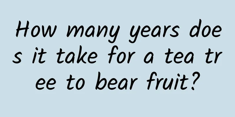 How many years does it take for a tea tree to bear fruit?
