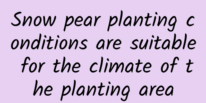 Snow pear planting conditions are suitable for the climate of the planting area