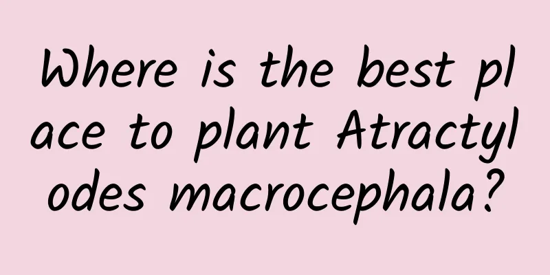 Where is the best place to plant Atractylodes macrocephala?