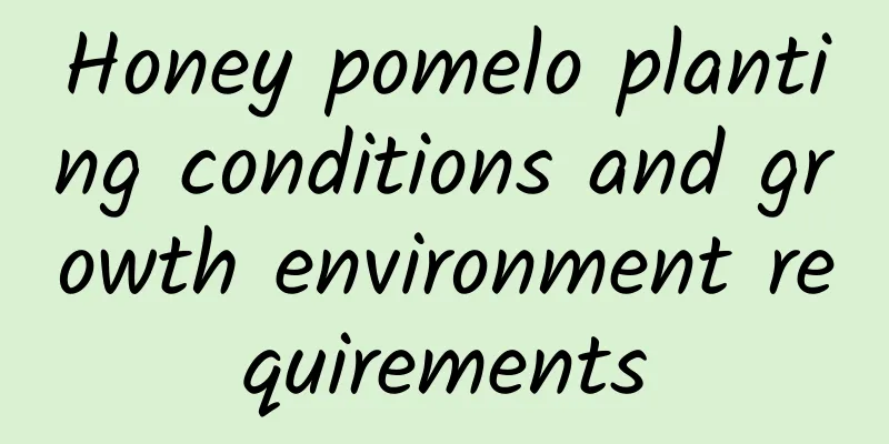 Honey pomelo planting conditions and growth environment requirements