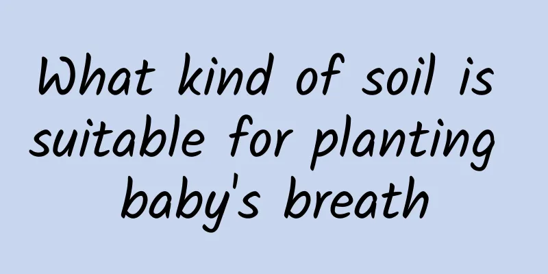 What kind of soil is suitable for planting baby's breath