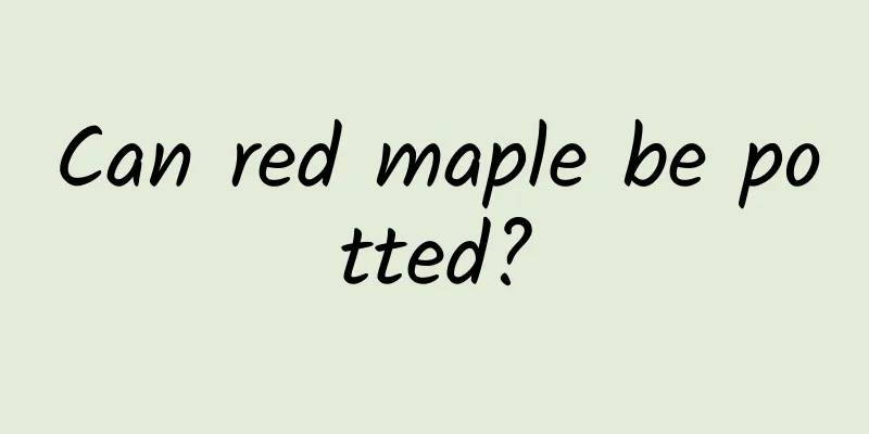 Can red maple be potted?