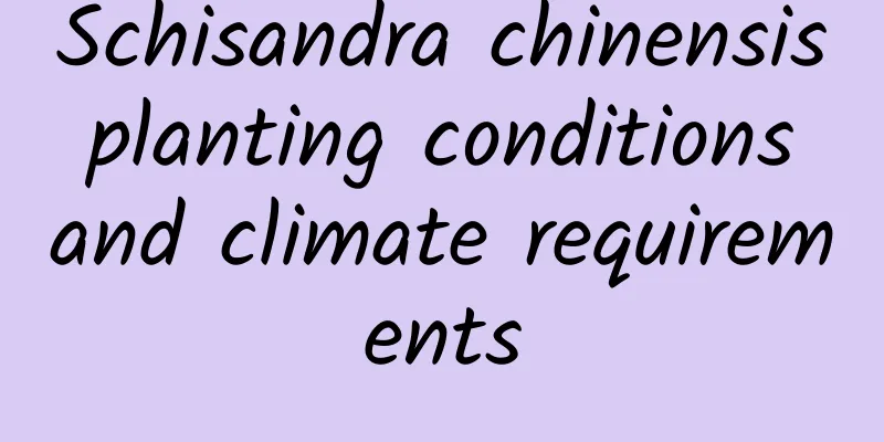 Schisandra chinensis planting conditions and climate requirements