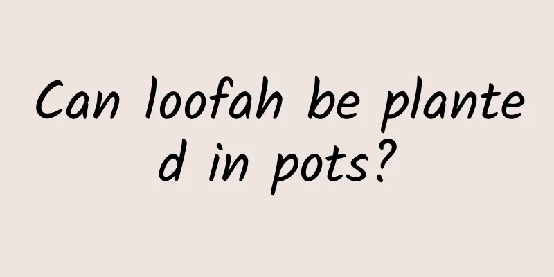 Can loofah be planted in pots?