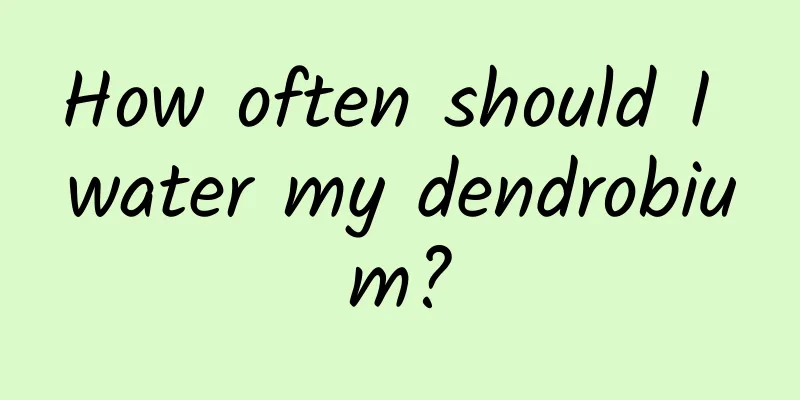 How often should I water my dendrobium?