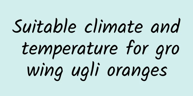 Suitable climate and temperature for growing ugli oranges
