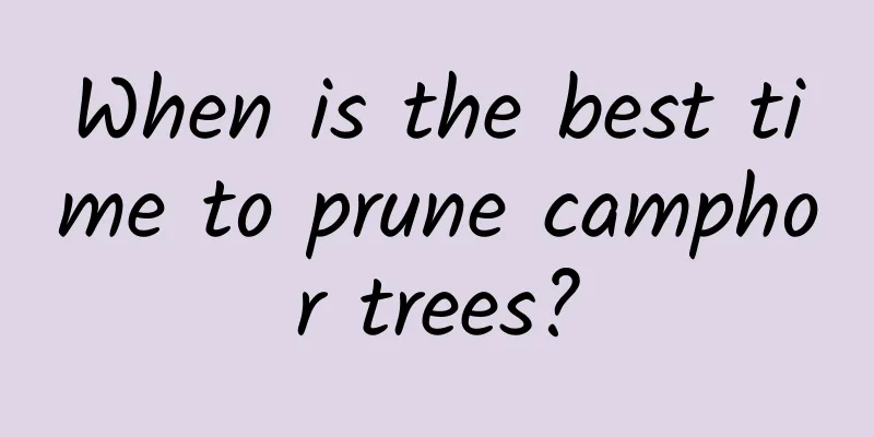 When is the best time to prune camphor trees?