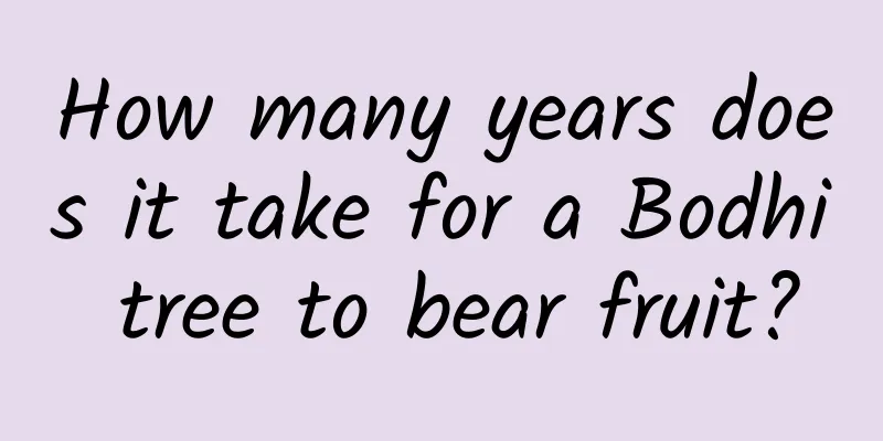 How many years does it take for a Bodhi tree to bear fruit?