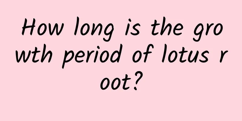 How long is the growth period of lotus root?