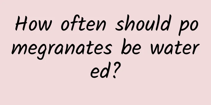 How often should pomegranates be watered?