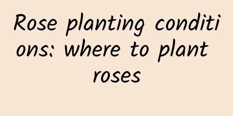 Rose planting conditions: where to plant roses