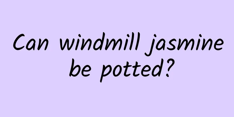 Can windmill jasmine be potted?