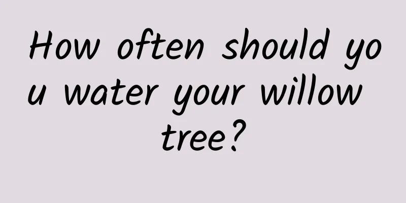 How often should you water your willow tree?