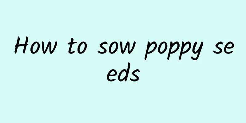 How to sow poppy seeds